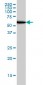 UBP1 Antibody (monoclonal) (M01)